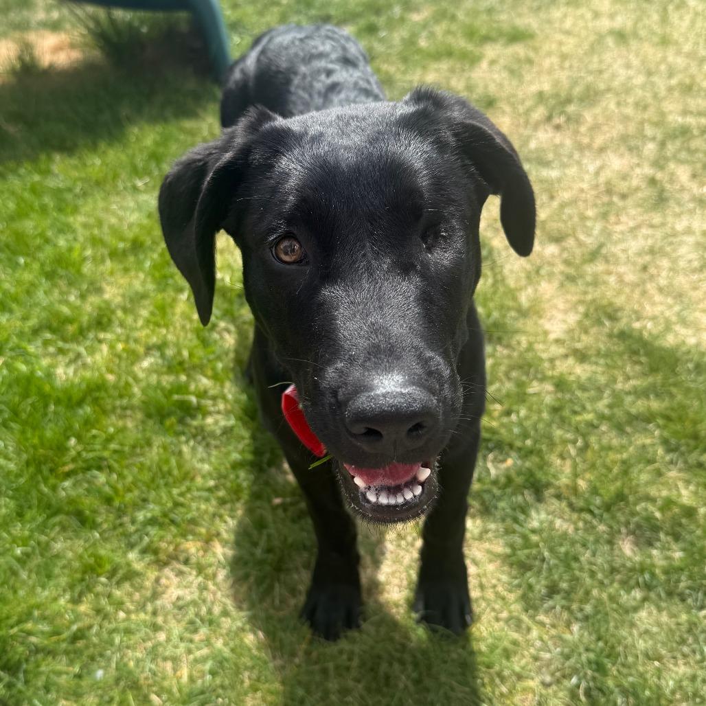 Enlarge 563 (2026) Birdie, a Adoptable mixed breed in Parker, CO image 4/6