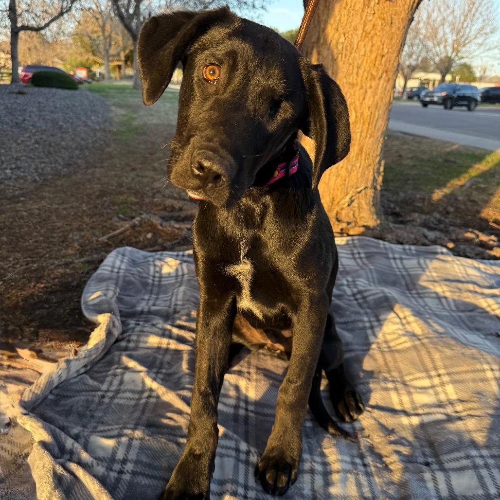 Enlarge 563 (2026) Birdie, a Adoptable mixed breed in Parker, CO image 5/6