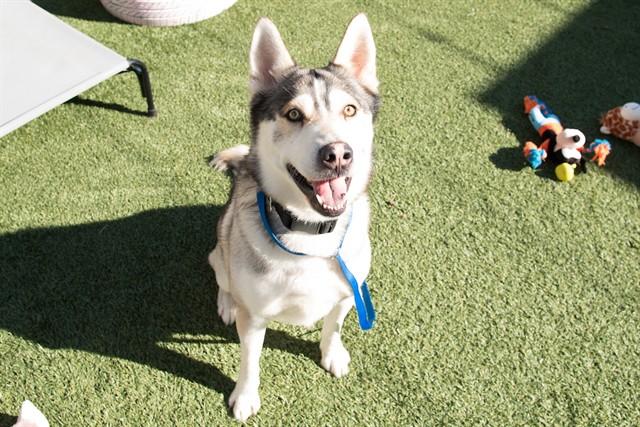 COLONEL, Adoptable, Adult Male German Shepherd Dog & Husky.