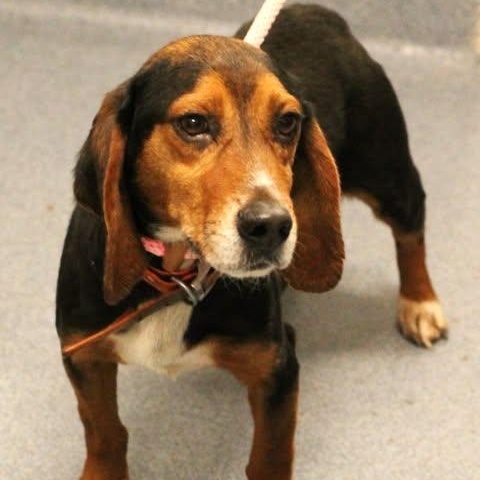 25-01874, adopted, Adult Male Beagle.