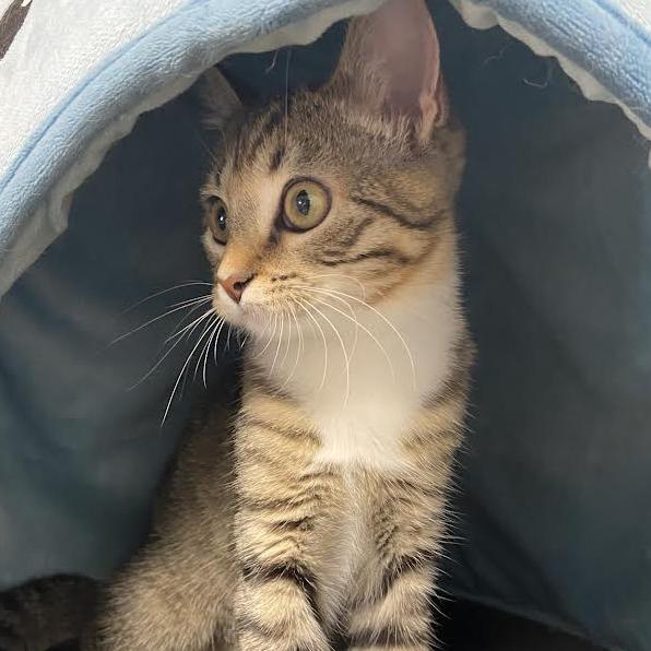 Minnow, Adoptable, Young Female Domestic Short Hair.