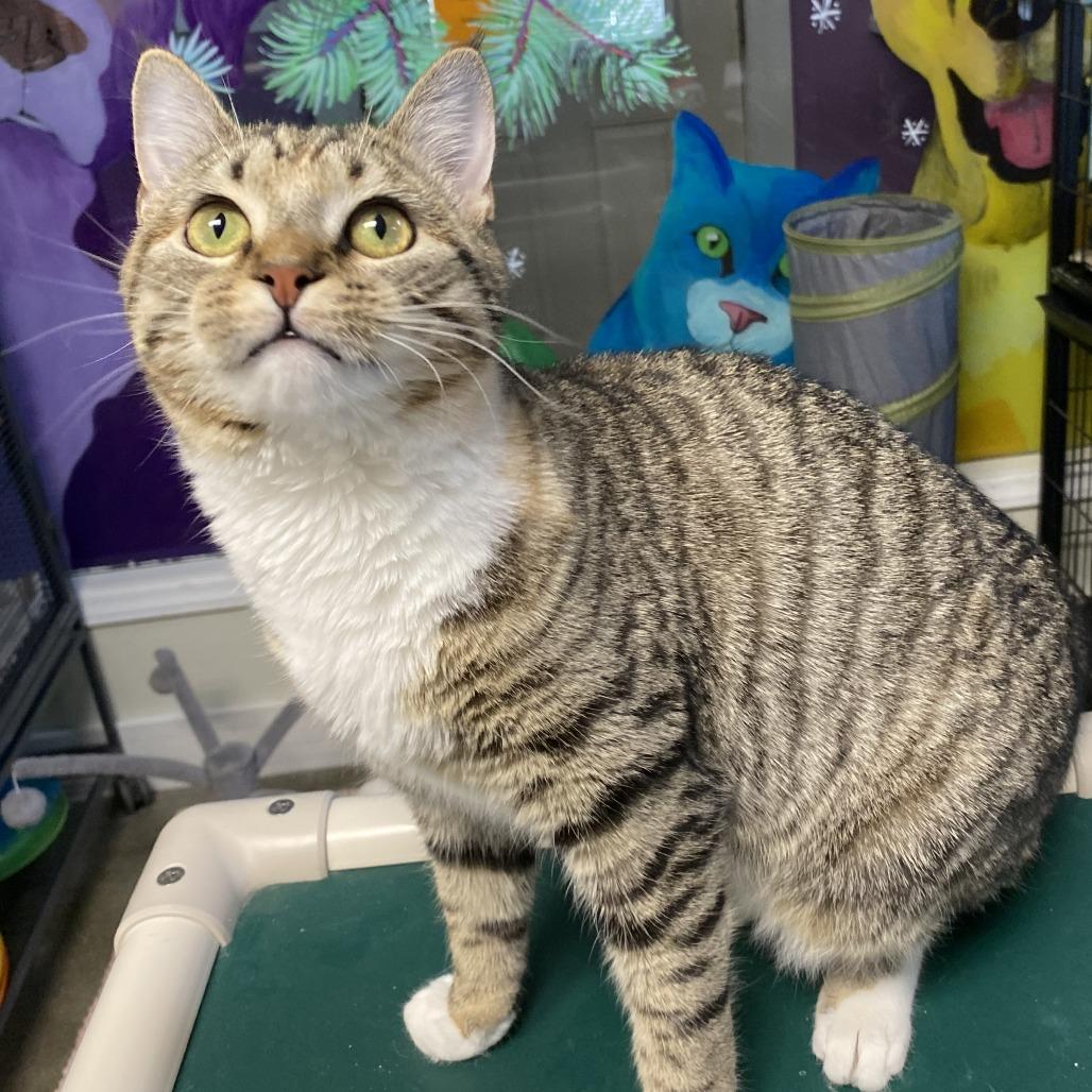 Minnow, Adoptable, Young Female Domestic Short Hair.