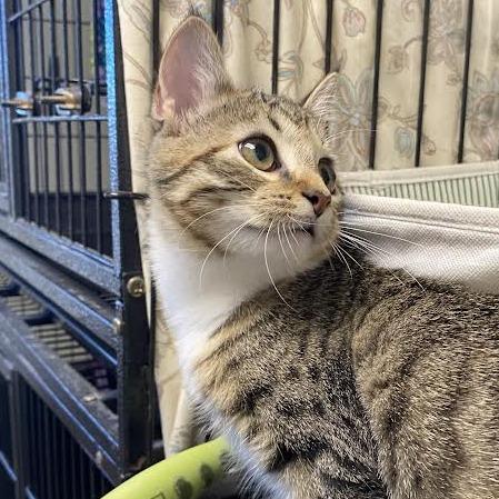 Enlarge Minnow, a Adoptable Domestic Short Hair in Fletcher, NC image 2/6