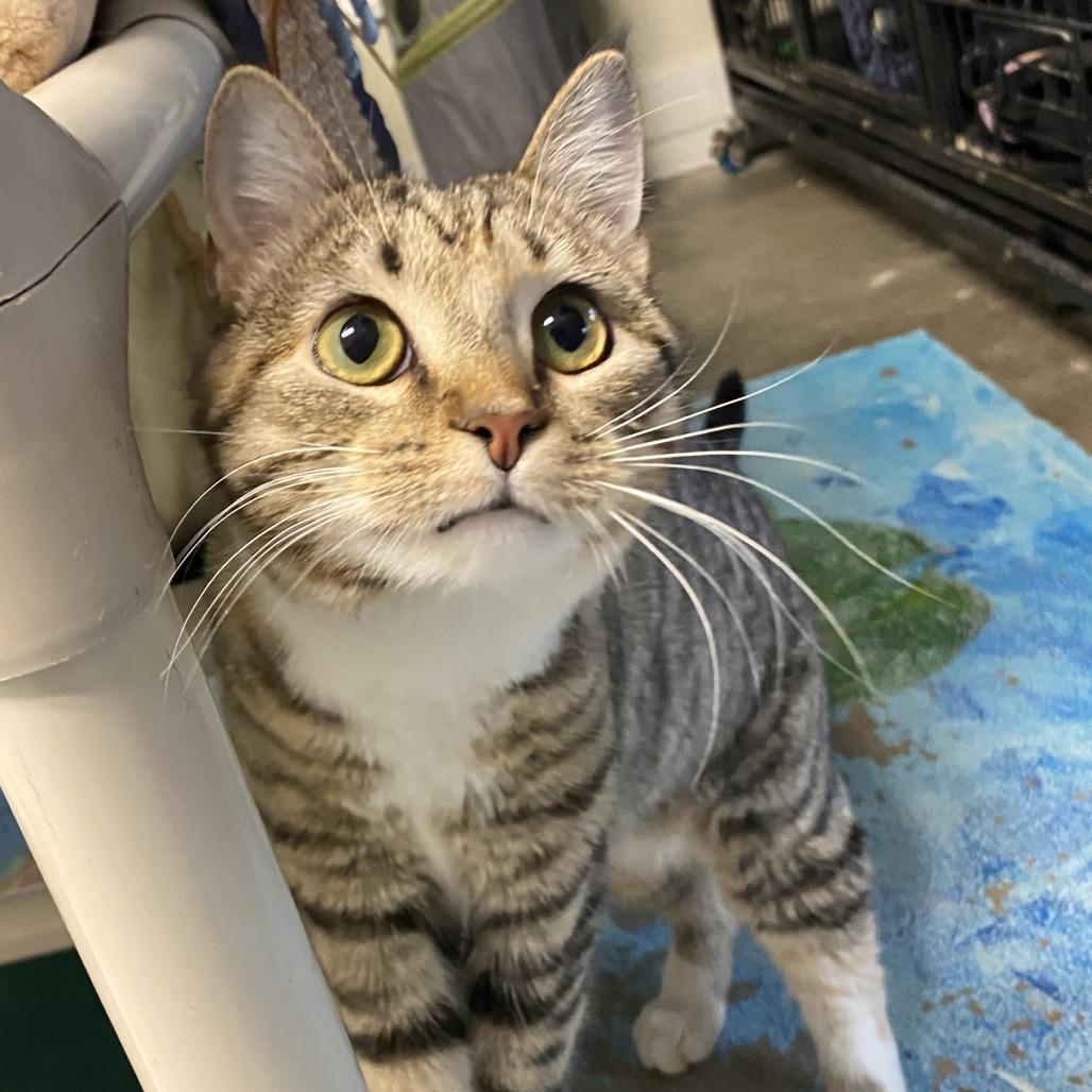 Enlarge Minnow, a Adoptable Domestic Short Hair in Fletcher, NC image 2/6