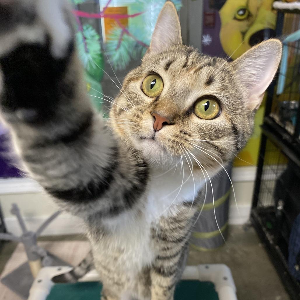 Enlarge Minnow, a Adoptable Domestic Short Hair in Fletcher, NC image 3/6