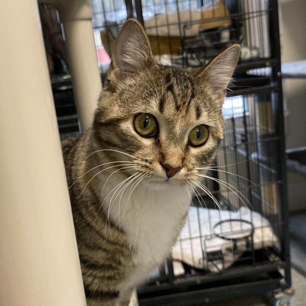 Enlarge Minnow, a Adoptable Domestic Short Hair in Fletcher, NC image 4/6