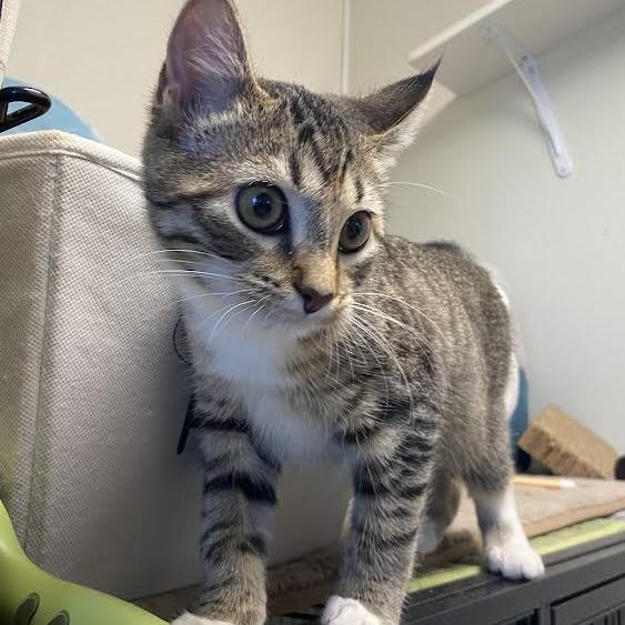 Enlarge Minnow, a Adoptable Domestic Short Hair in Fletcher, NC image 3/6