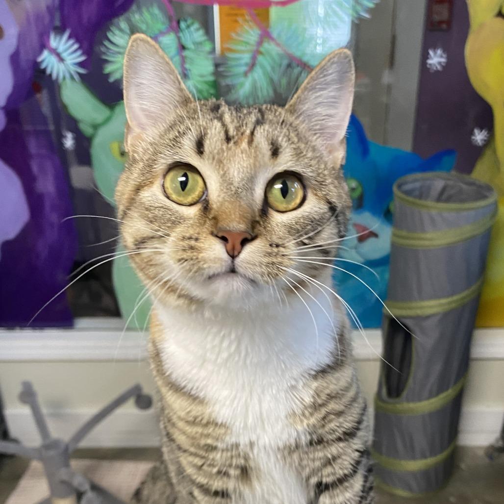 Enlarge Minnow, a Adoptable Domestic Short Hair in Fletcher, NC image 6/6