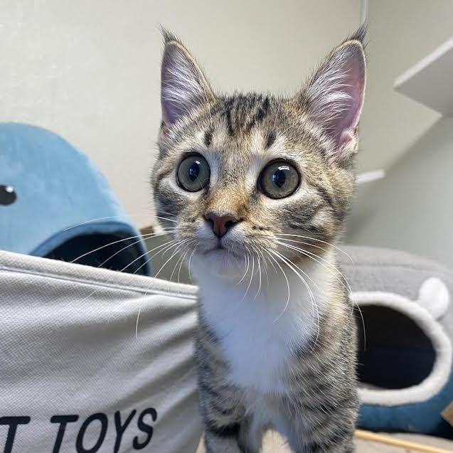 Enlarge Minnow, a Adoptable Domestic Short Hair in Fletcher, NC image 5/6