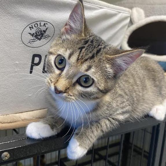 Enlarge Minnow, a Adoptable Domestic Short Hair in Fletcher, NC image 6/6