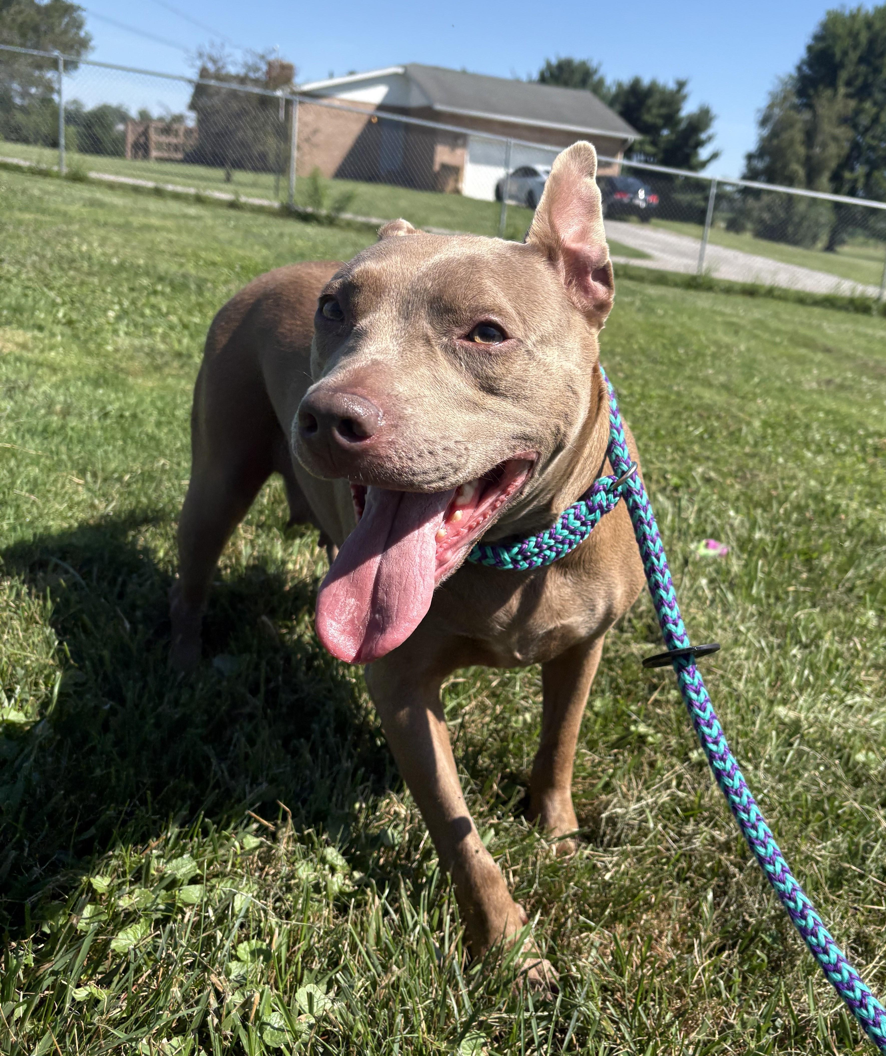 Libra, Adoptable, Adult Female Pit Bull Terrier.