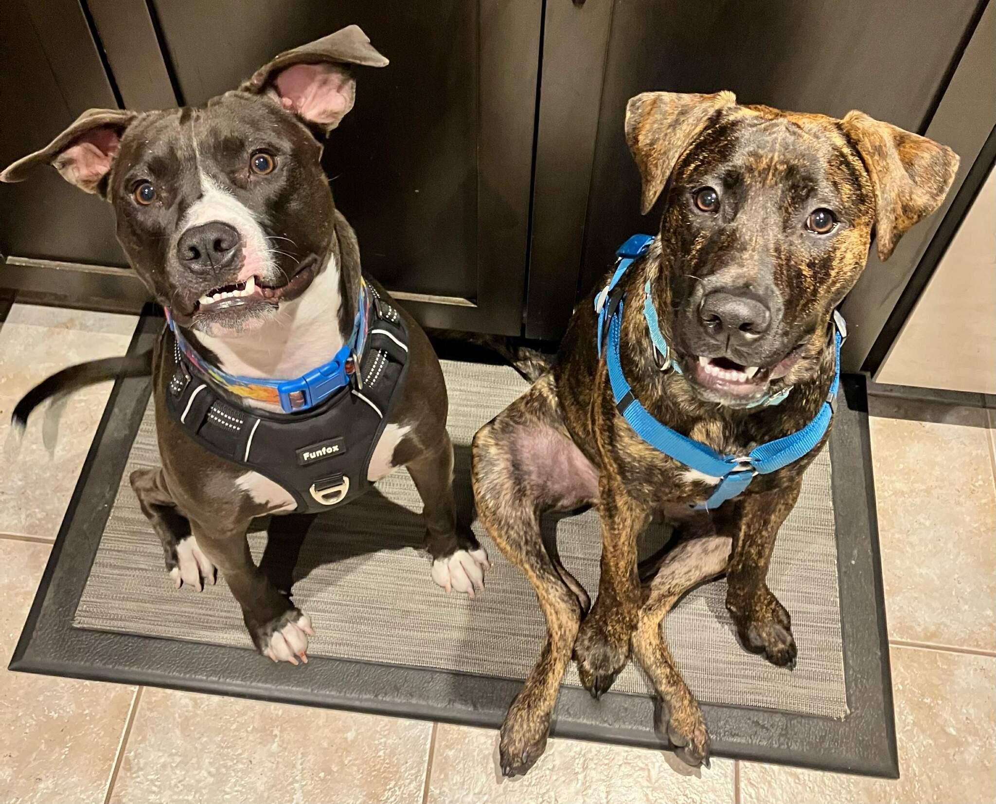 Enlarge Bubba, an adopted mixed breed in Hamilton, ON image 6/6