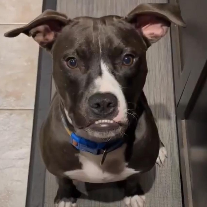 Enlarge Bubba, an adopted mixed breed in Hamilton, ON image 2/6