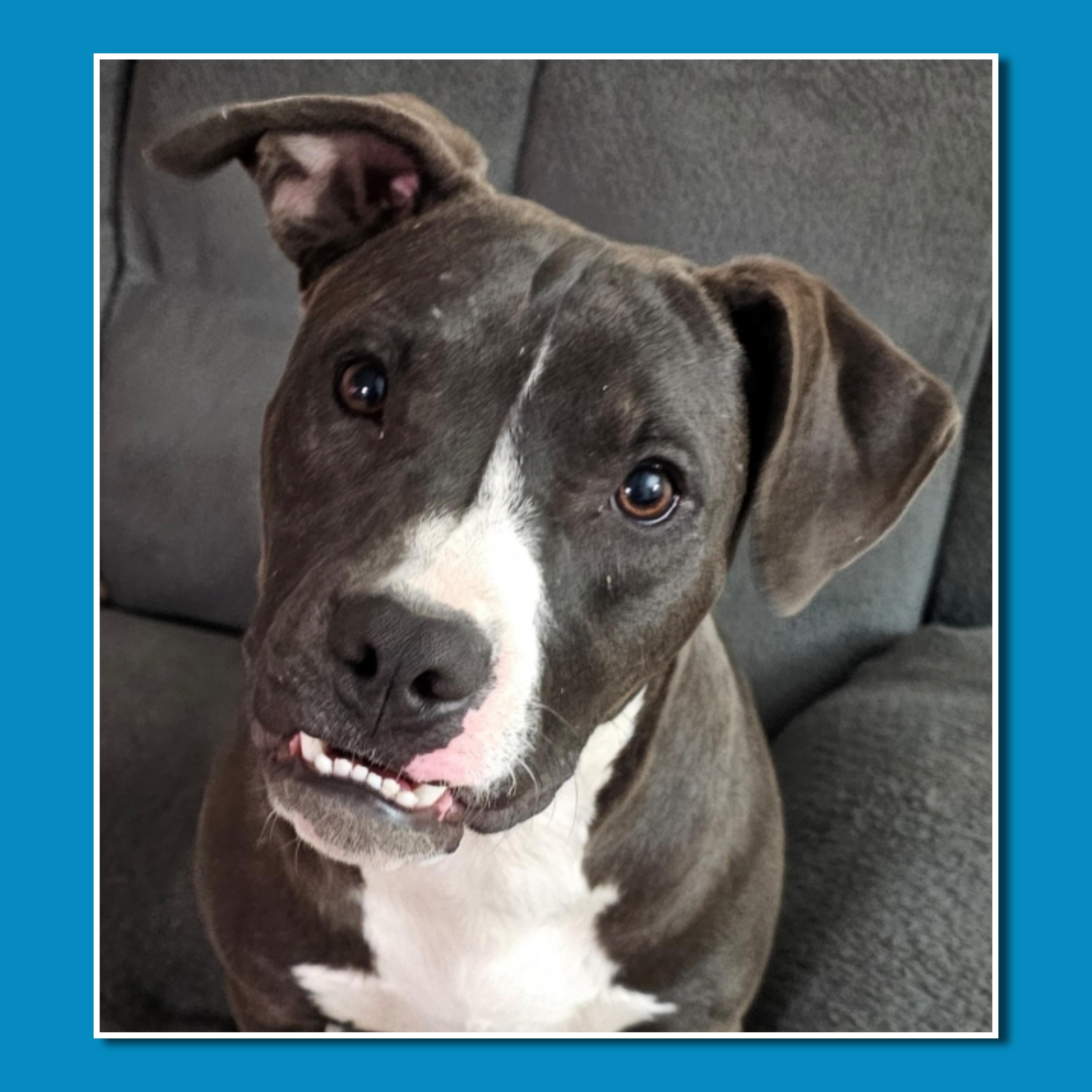 Bubba, adopted, Young Male American Bulldog & Boxer.