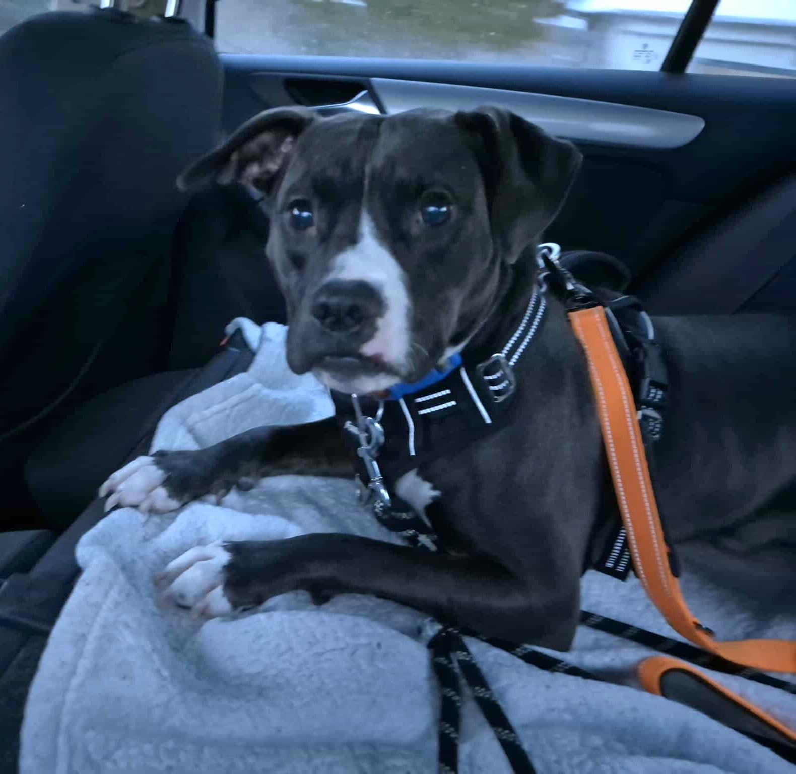 Enlarge Bubba, an adopted mixed breed in Hamilton, ON image 3/6