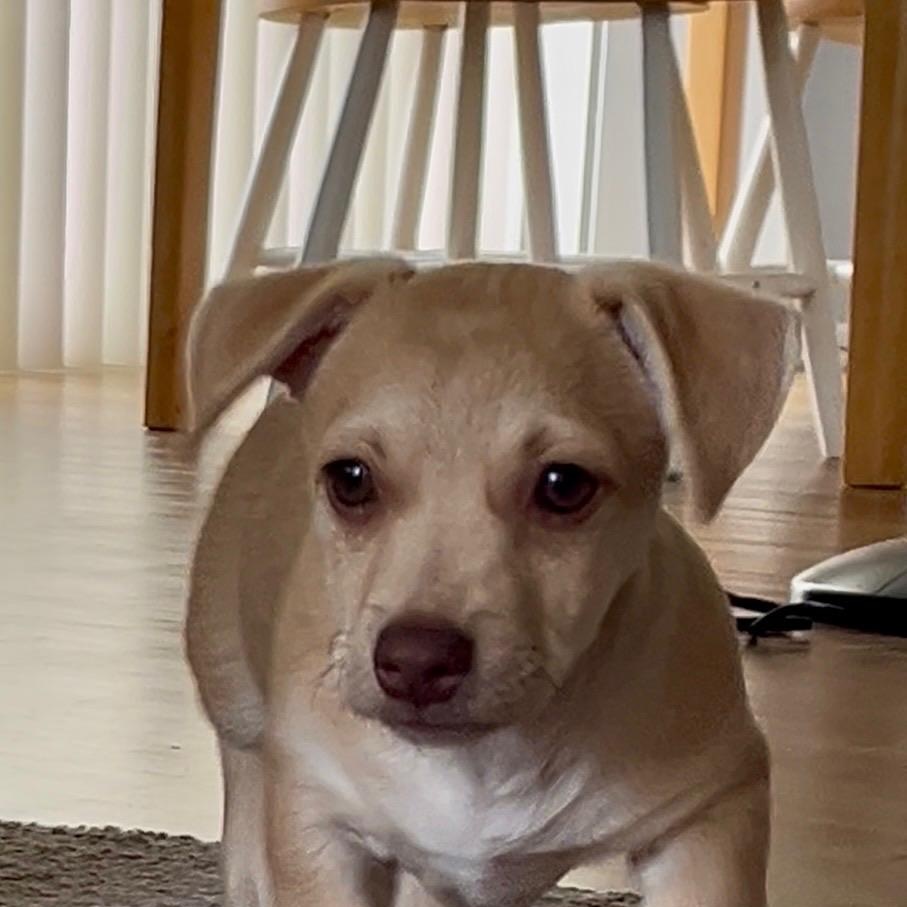 Piper, Adopted, Puppy Female Chihuahua.