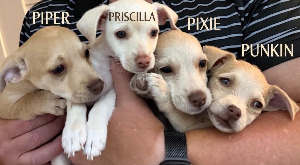 Enlarge Piper, a Adopted mixed breed in Newport Beach, CA image 4/4