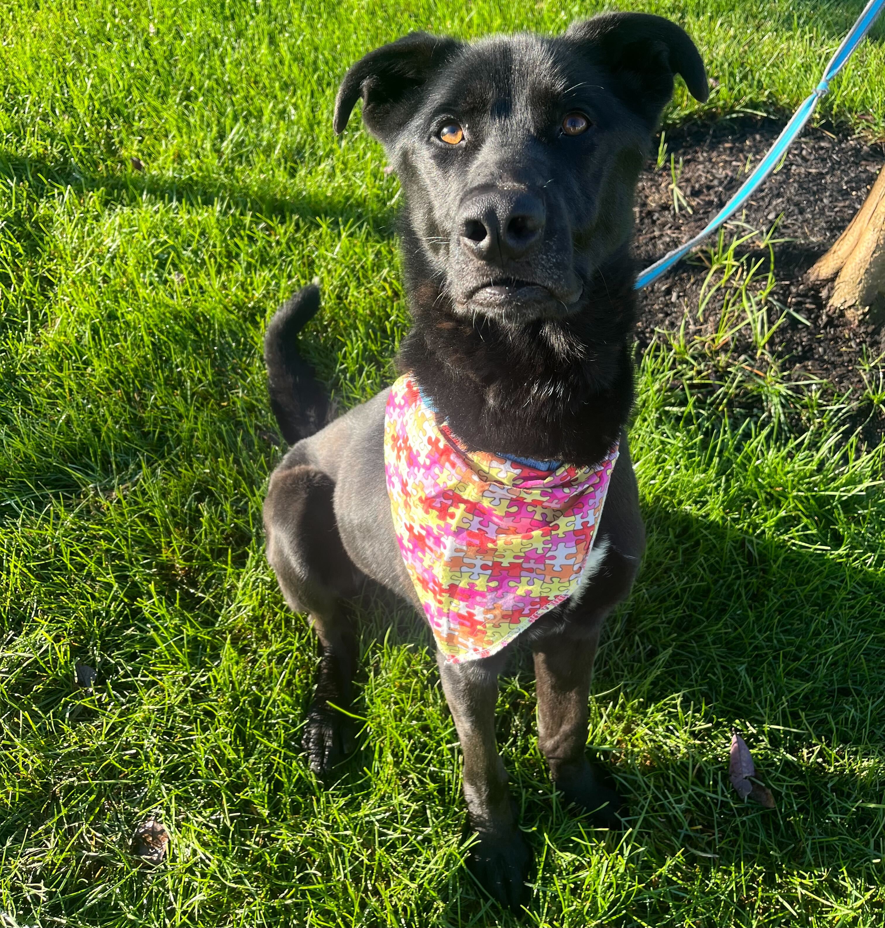 Dog for adoption Burton, a Mixed Breed in Canal Winchester, OH