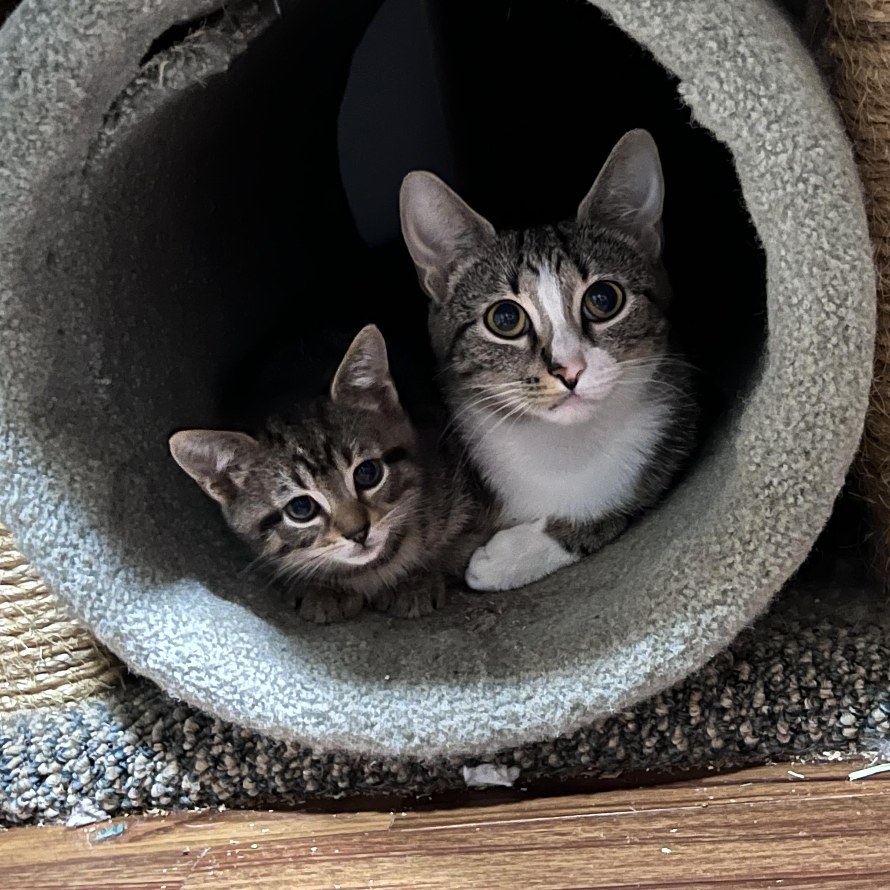 Sgaeyl, Adult Female Domestic Short Hair