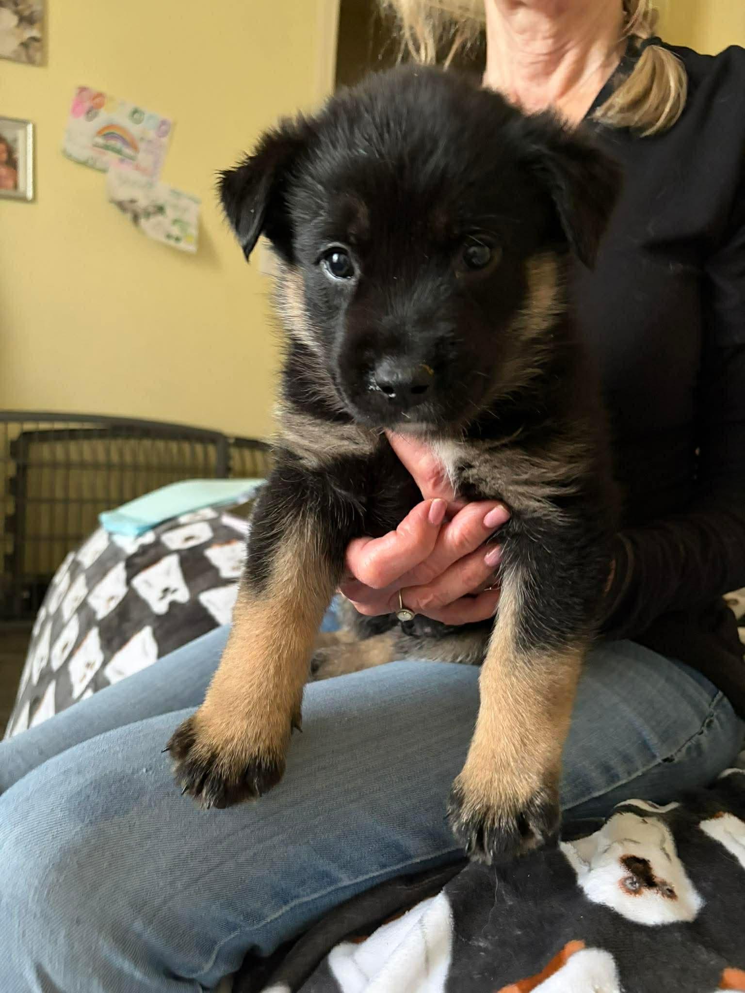 Lucas, a ADOPTABLE mixed breed in Blue Bell, PA image 4/5
