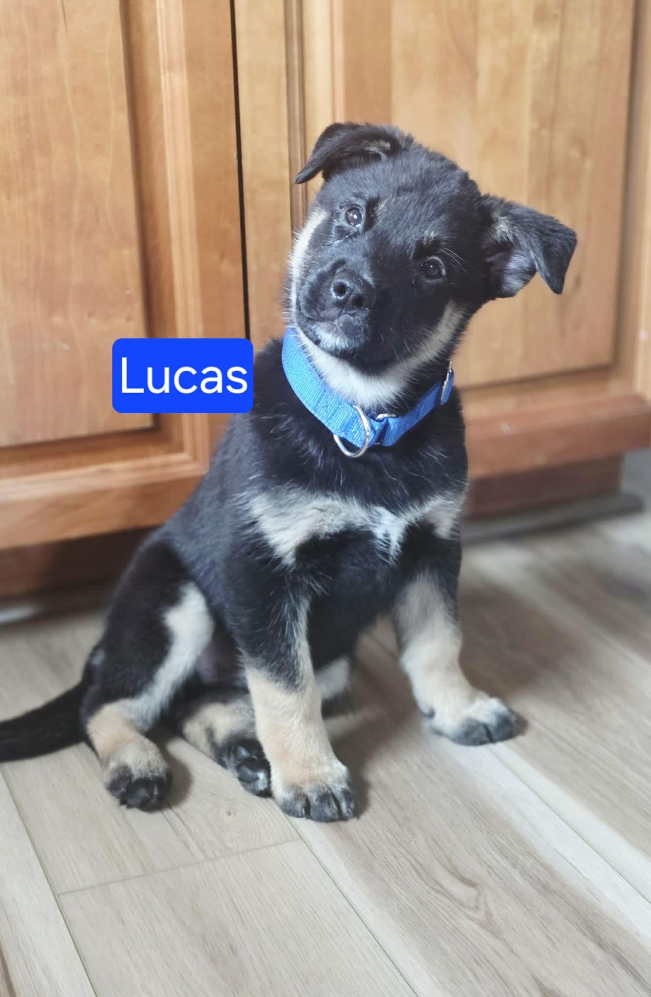 Lucas, ADOPTABLE, Puppy Male Shepherd & Corgi.