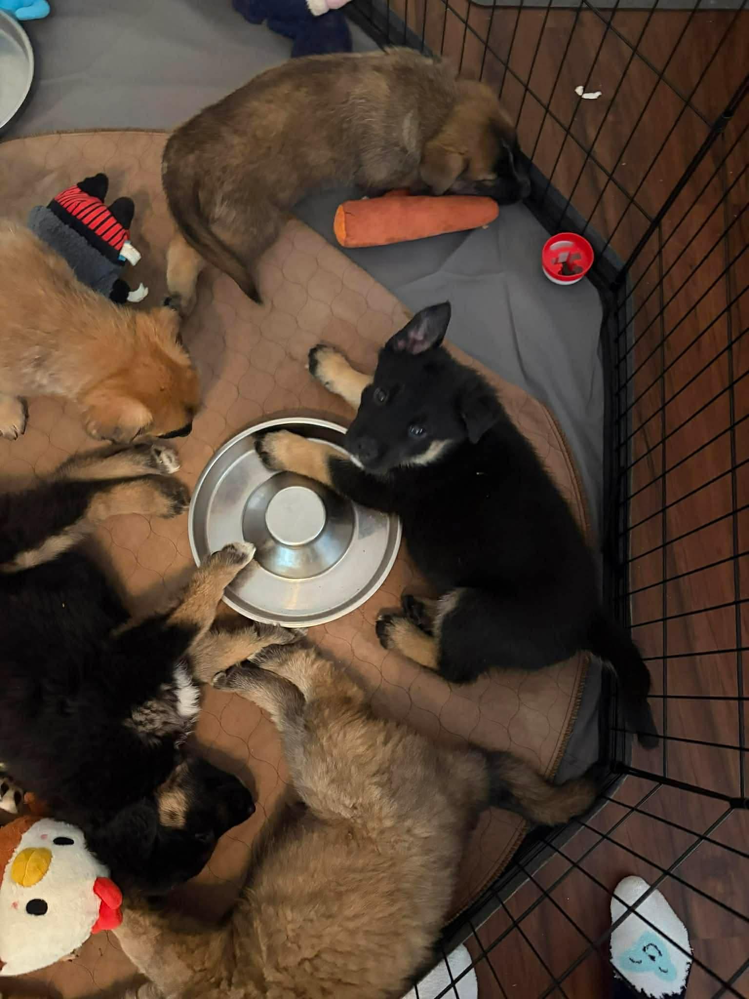 Lucas, a ADOPTABLE mixed breed in Blue Bell, PA image 5/5