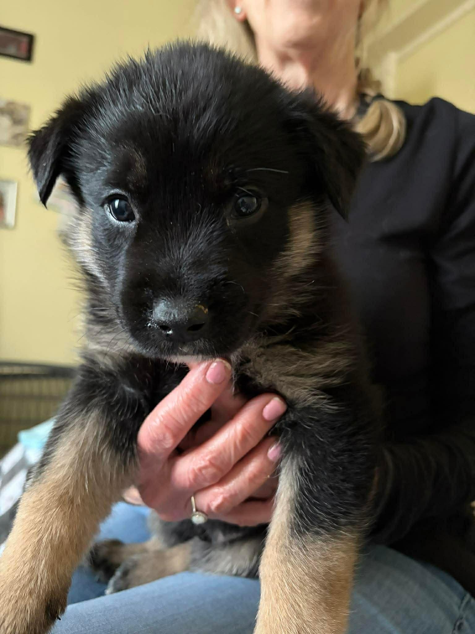 Lucas, a ADOPTABLE mixed breed in Blue Bell, PA image 2/5