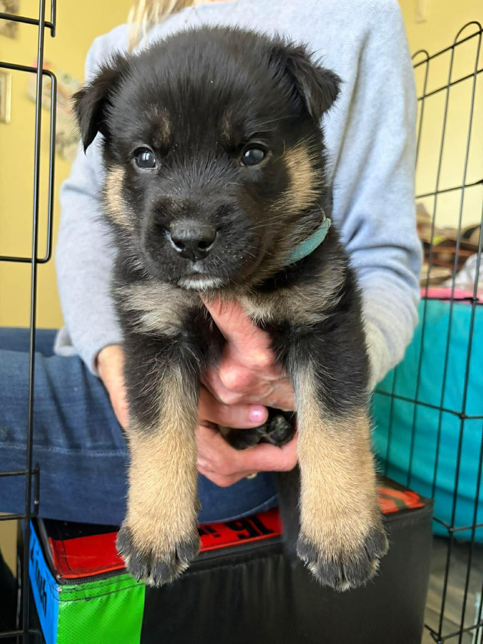 Lucas, a ADOPTABLE mixed breed in Blue Bell, PA image 3/5
