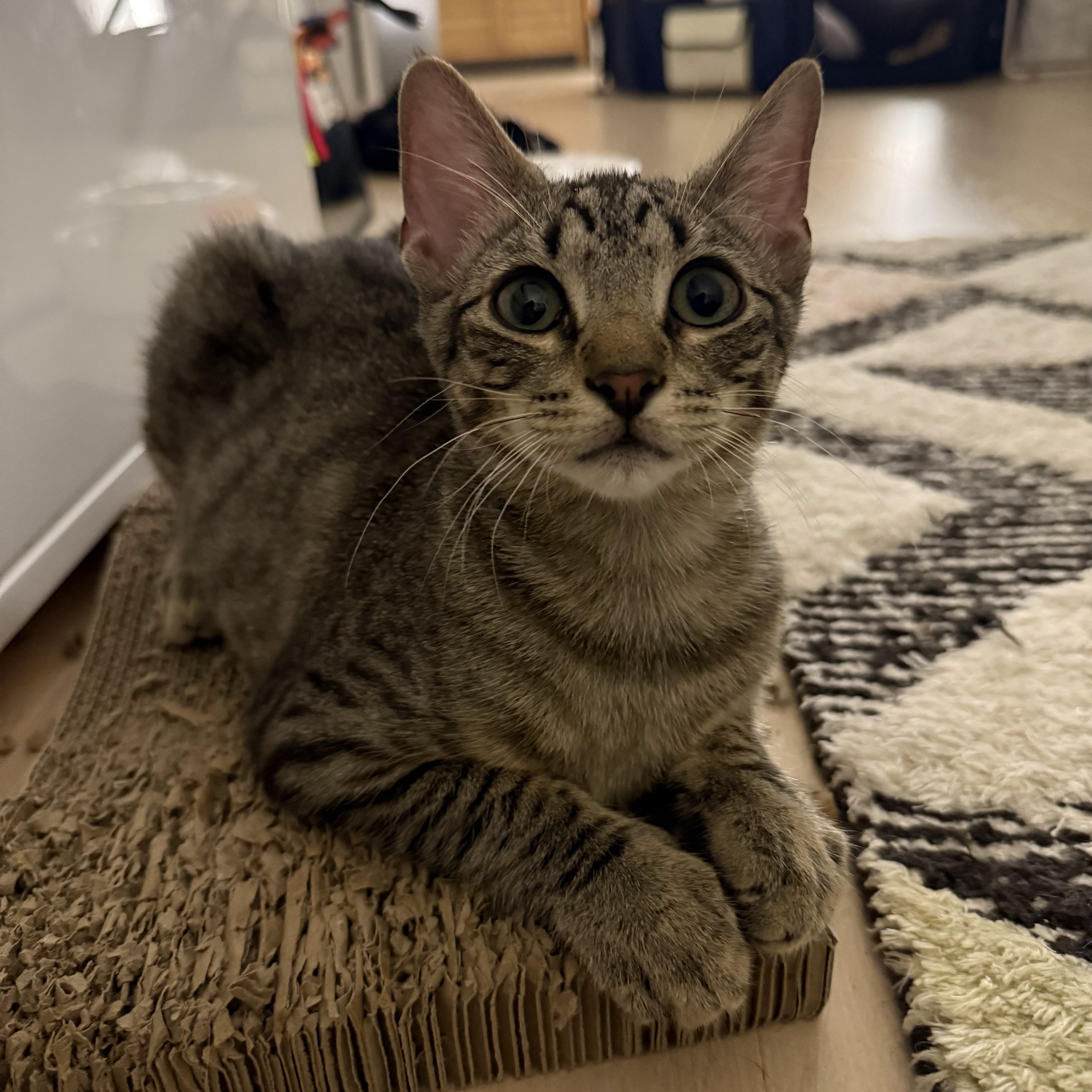 Enlarge Puddle, a Adoptable Domestic Short Hair in brooklyn, NY image 3/6