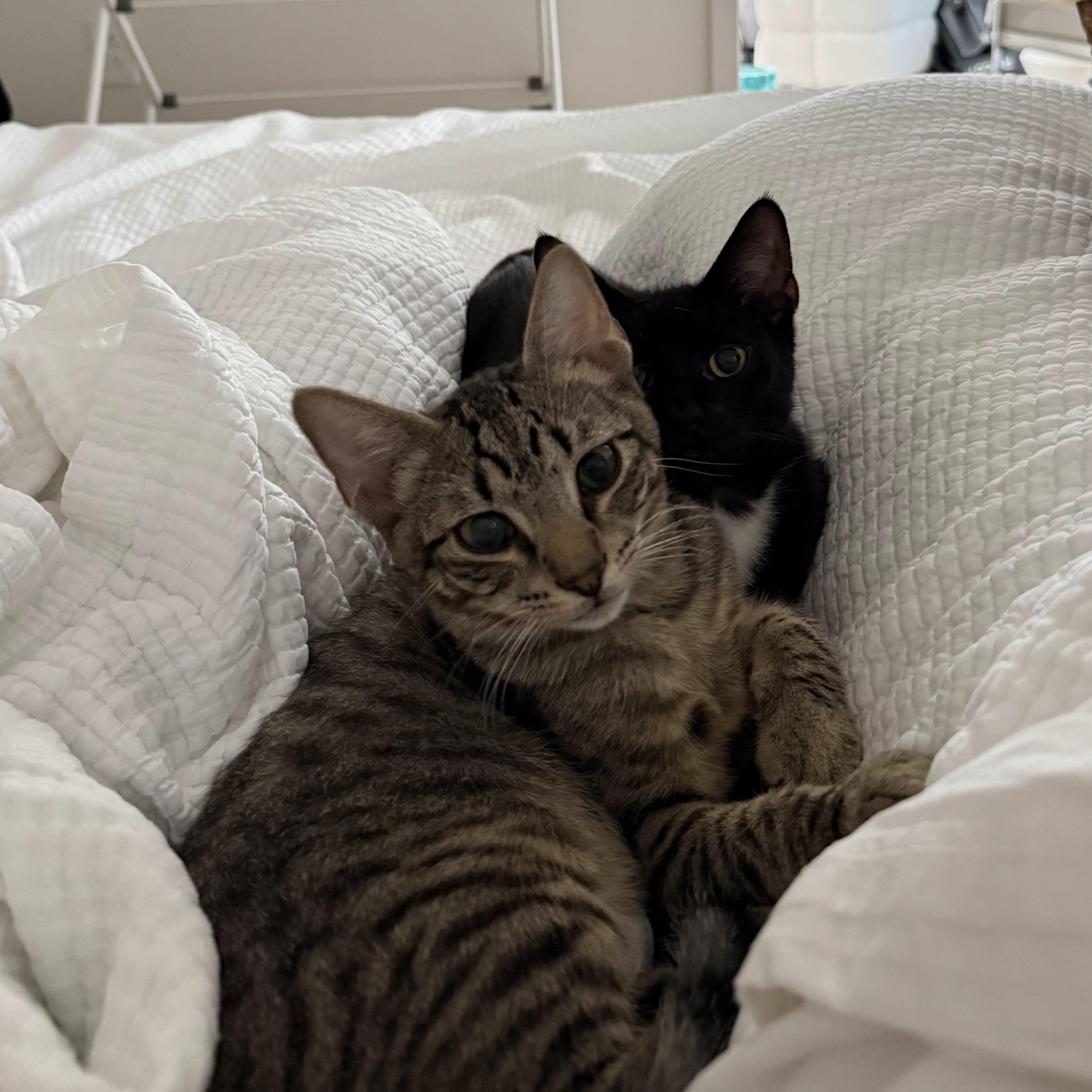 Enlarge Puddle, a Adoptable Domestic Short Hair in brooklyn, NY image 2/6