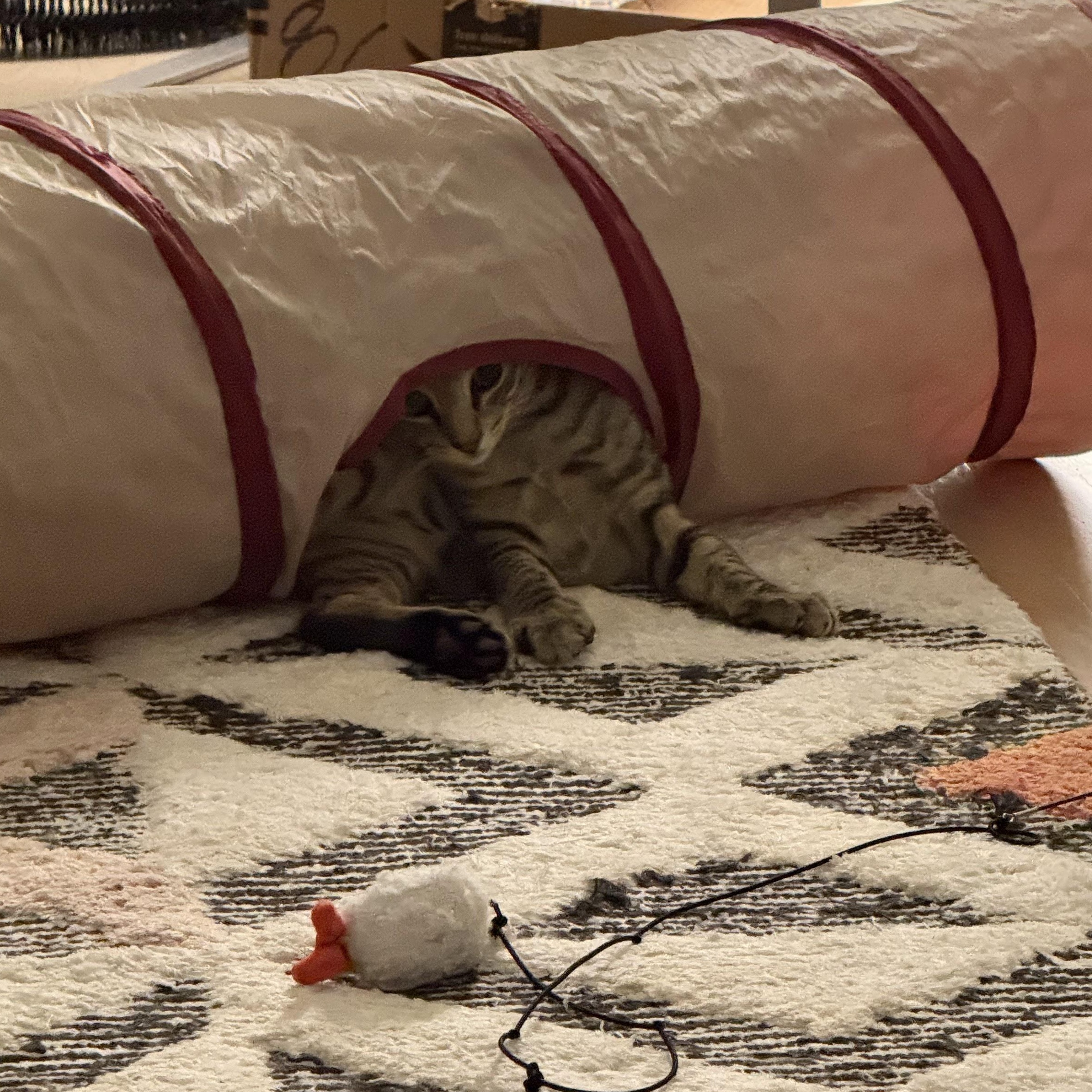 Enlarge Puddle, a Adoptable Domestic Short Hair in brooklyn, NY image 4/6