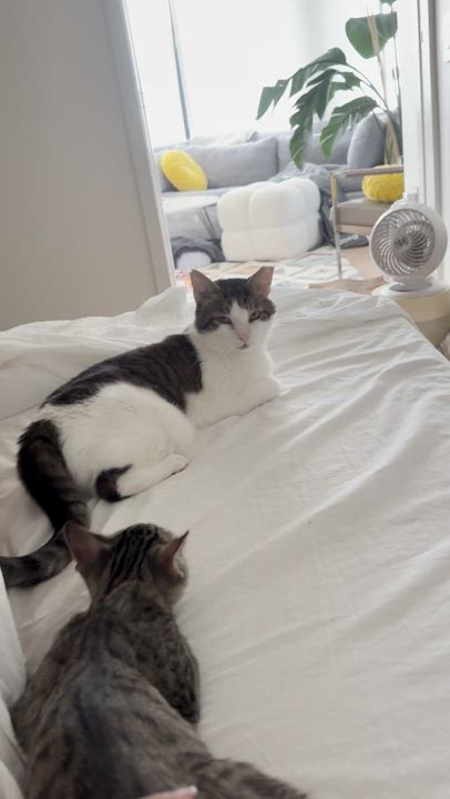 Enlarge Puddle, a Adoptable Domestic Short Hair in brooklyn, NY video 5/6