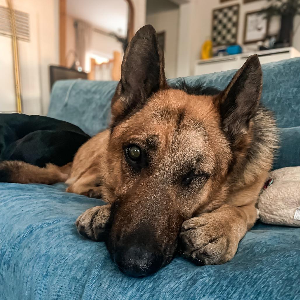 Boy A2165384, a Adoptable German Shepherd Dog in Mission Hills, CA image 2/6