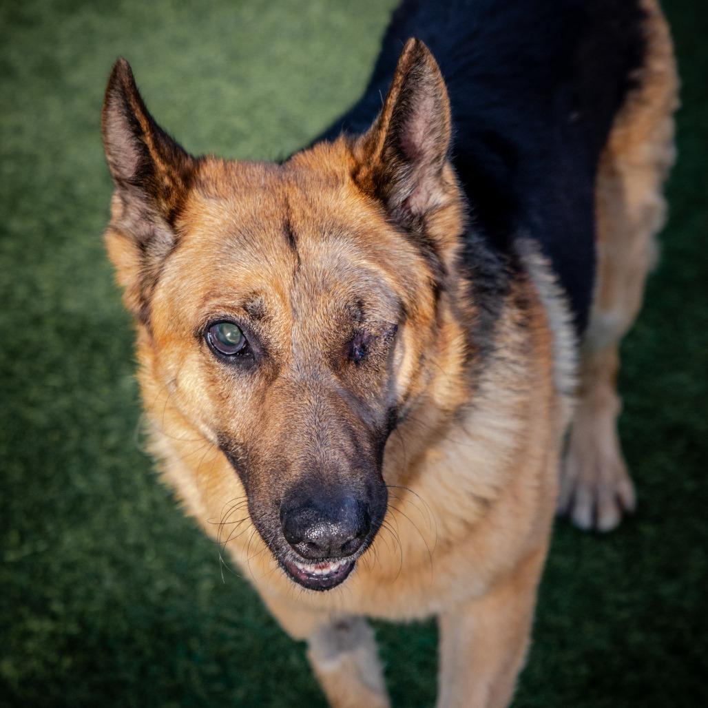 Boy A2165384, a Adoptable German Shepherd Dog in Mission Hills, CA image 3/6