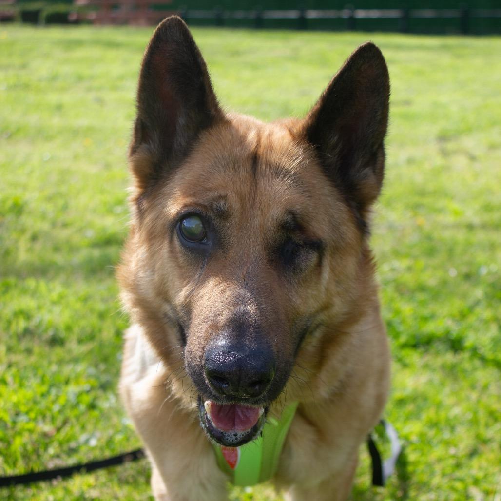 Boy A2165384, a Adoptable German Shepherd Dog in Mission Hills, CA image 6/6