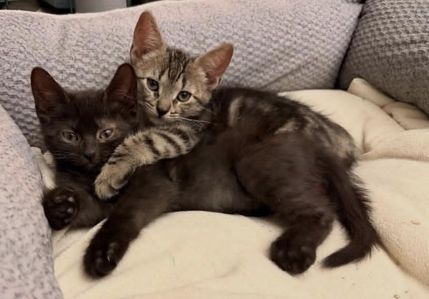 Snoopy, ADOPTABLE, Kitten Male Domestic Short Hair.