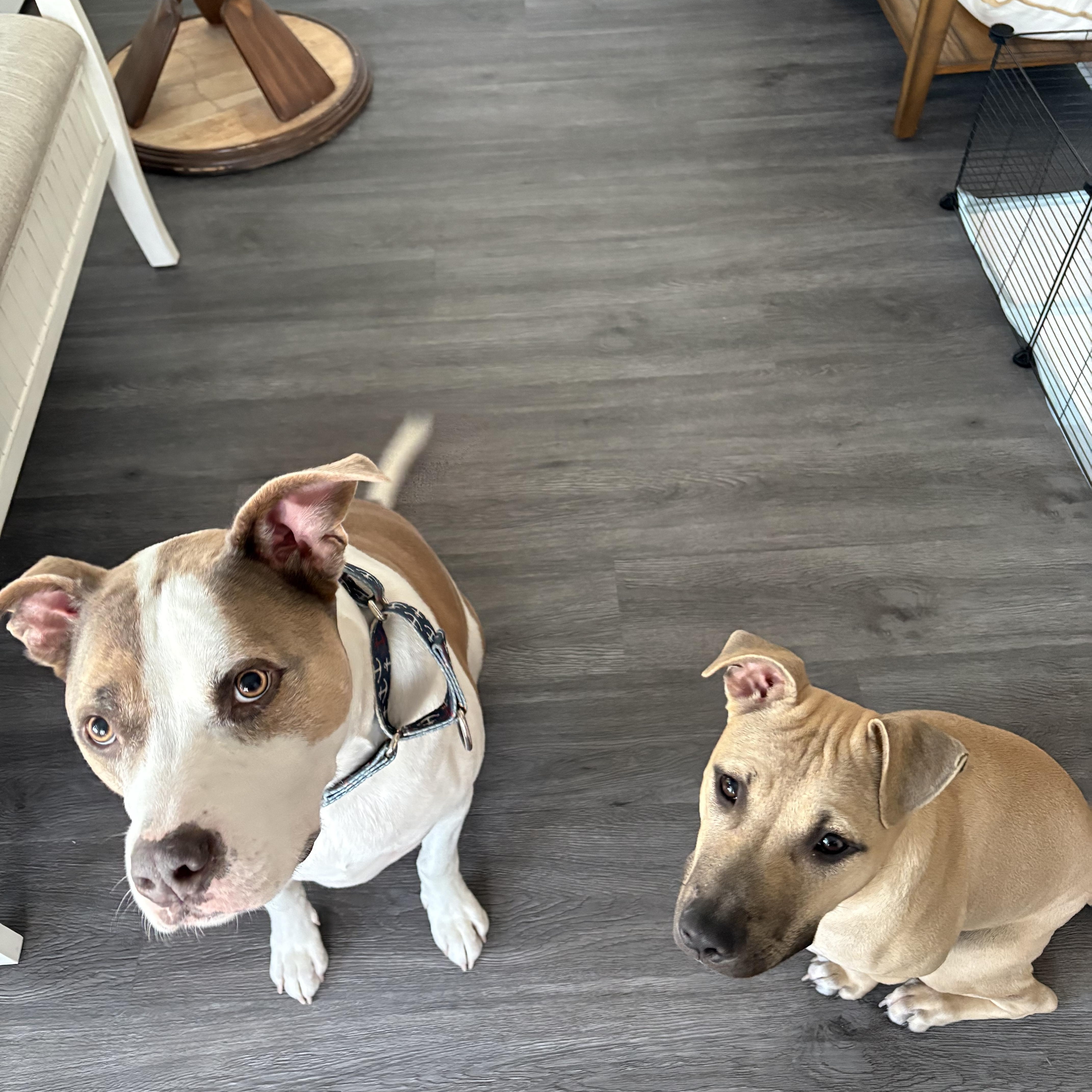 Enlarge Matilda, an adopted mixed breed in Oceanport, NJ image 4/6