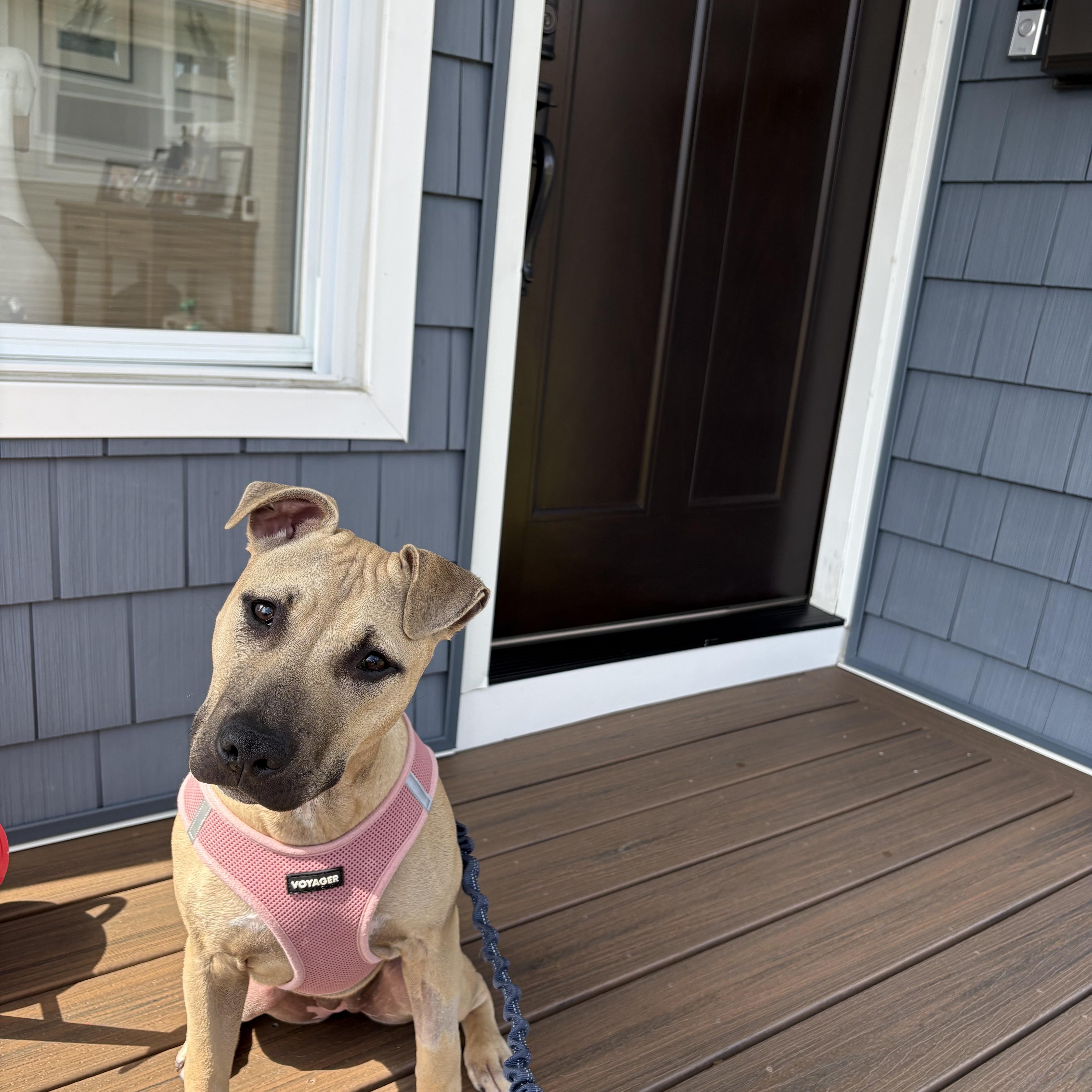Enlarge Matilda, an adopted mixed breed in Oceanport, NJ image 2/6