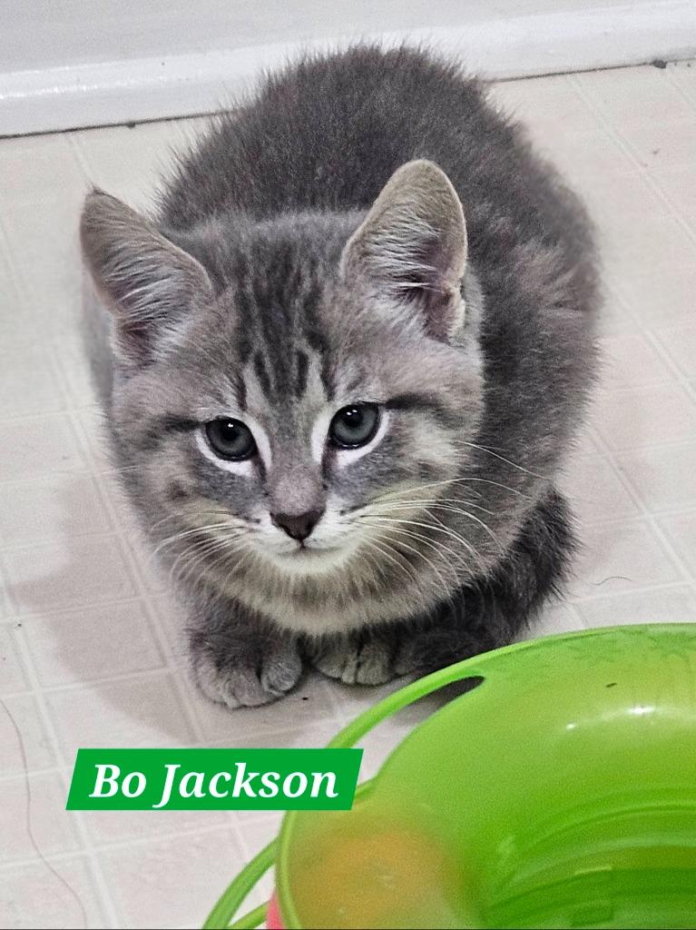 Bo Jackson, Adoptable, Kitten Male Domestic Short Hair.
