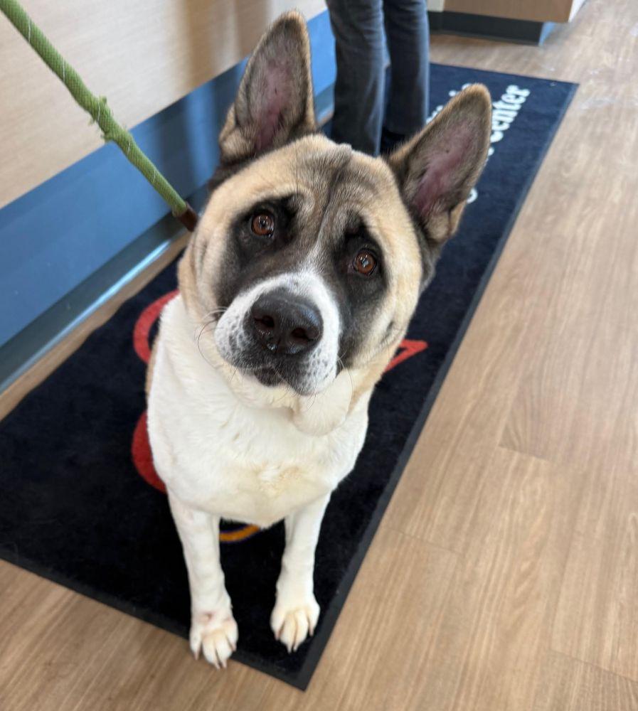 Enlarge Kya, a ADOPTABLE Akita in Barrington, IL image 2/4