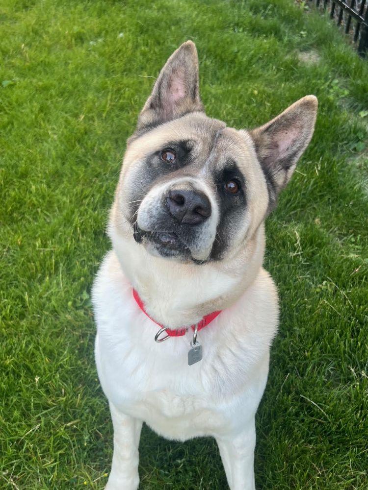 Kya - a DREAM dog, ADOPTABLE, Adult Female Akita.