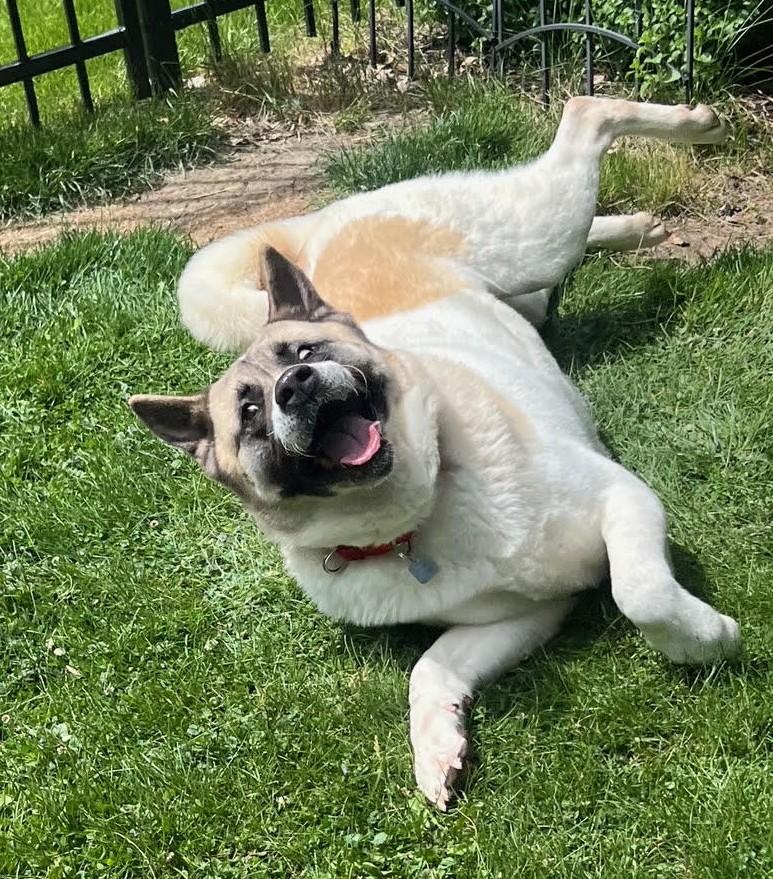 Kya - a DREAM dog, a ADOPTABLE Akita in Barrington, IL image 6/6