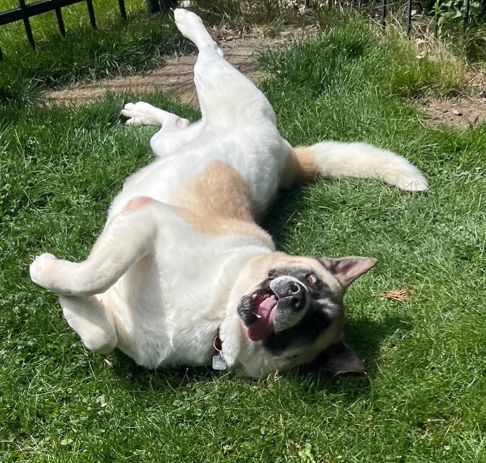 Kya - a DREAM dog, a ADOPTABLE Akita in Barrington, IL image 5/6