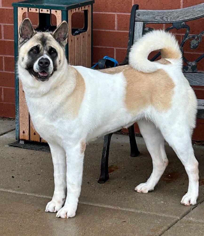 Kya, ADOPTABLE, Adult Female Akita.