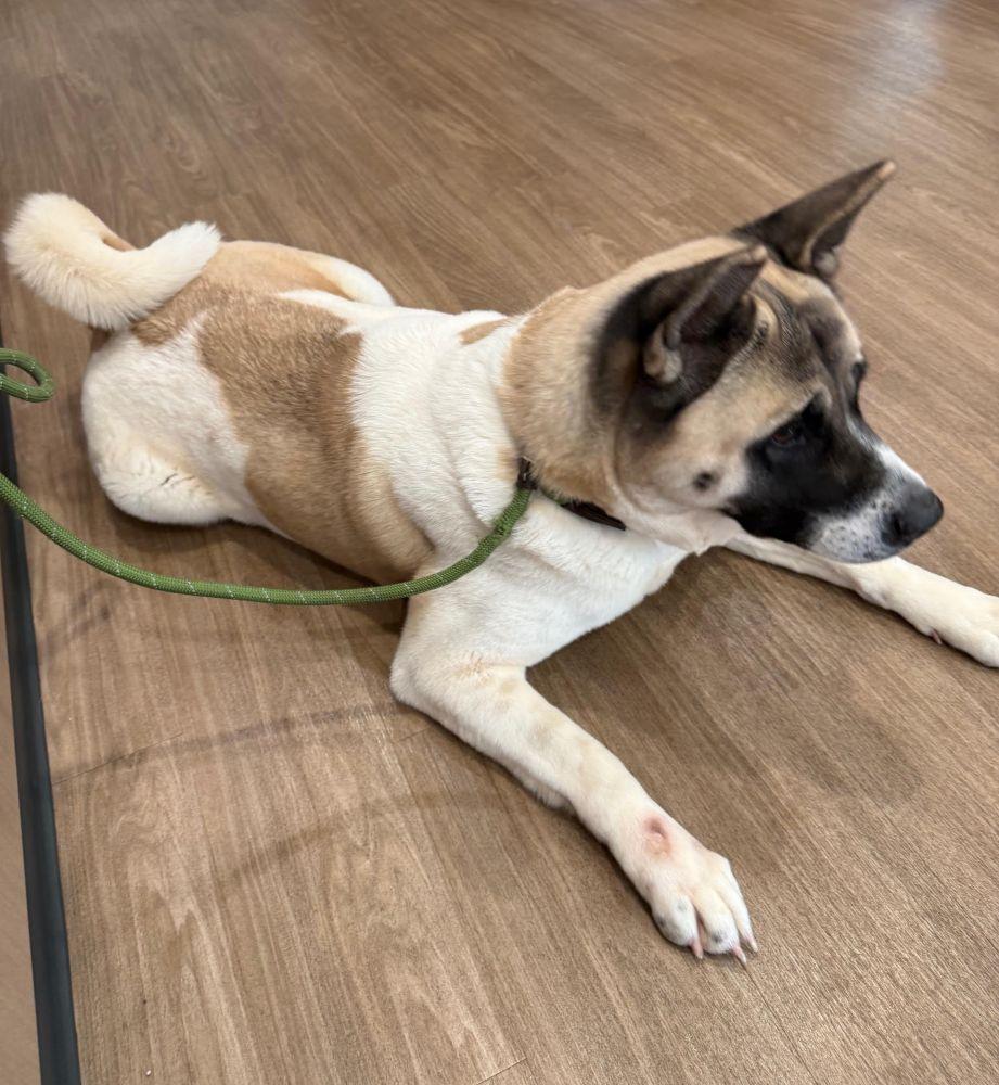 Enlarge Kya, a ADOPTABLE Akita in Barrington, IL image 3/4