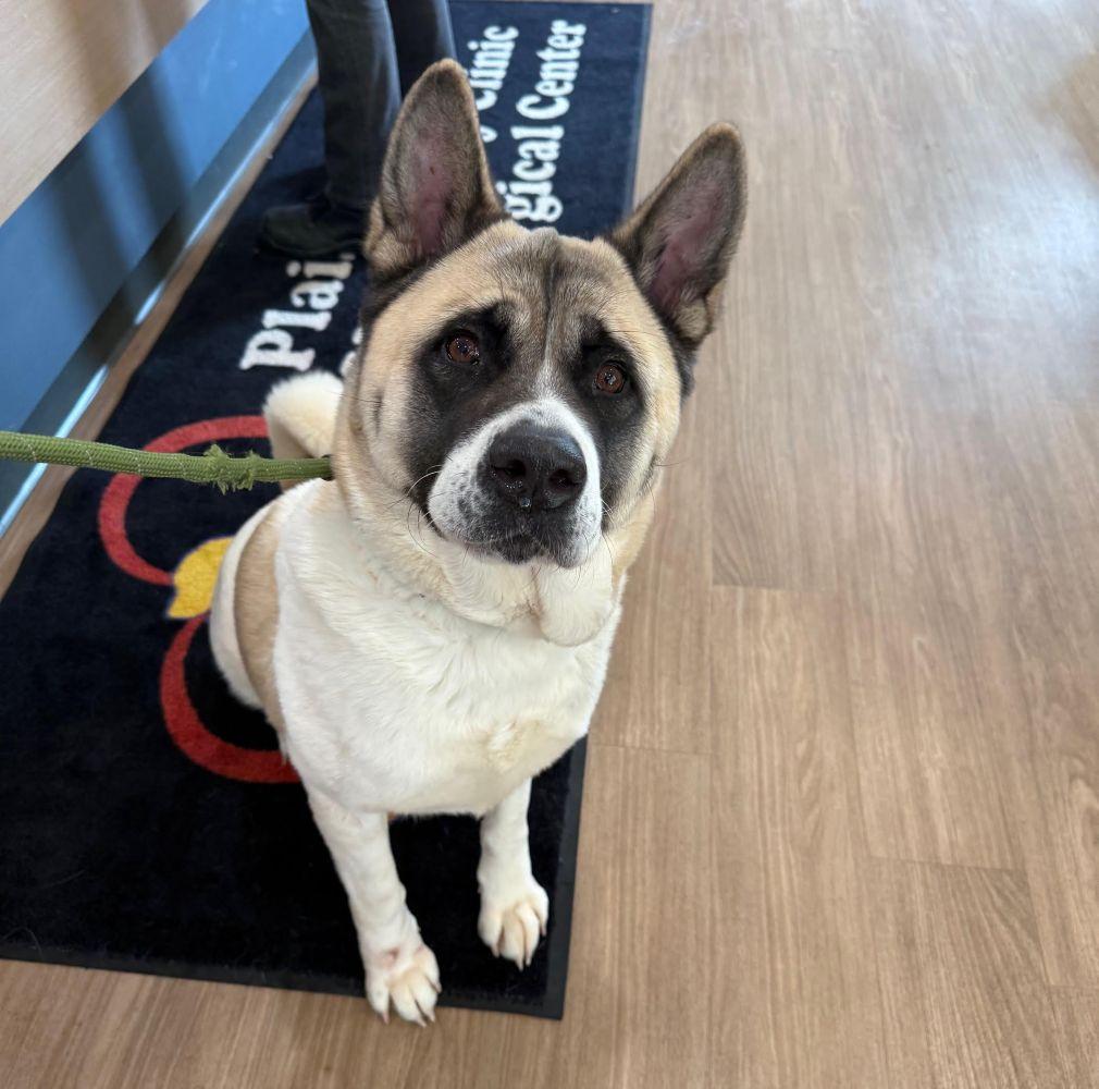 Enlarge Kya, a ADOPTABLE Akita in Barrington, IL image 1/4