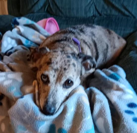 Enlarge Mia, a Adoptable Dachshund in Delhi, NY image 2/2
