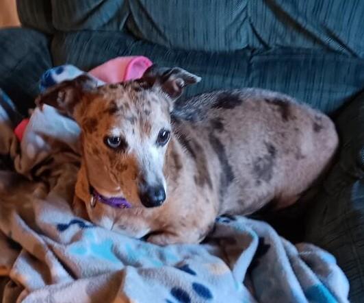 Mia, Adoptable, Adult Female Dachshund.