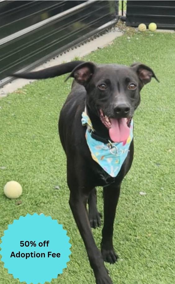 Diesel, a Adoptable mixed breed in Dalton, GA image 1/4