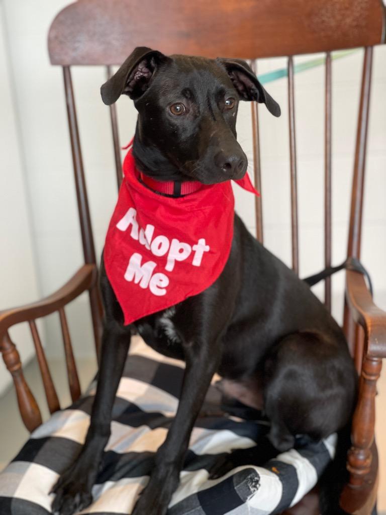 Diesel, a Adoptable mixed breed in Dalton, GA image 2/4